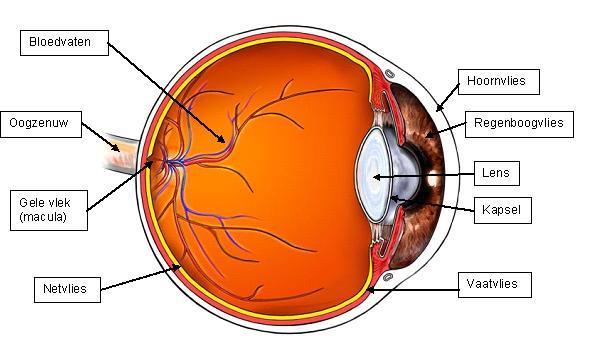 Informatie Cataract Ouderdomsstaar Staar Voor in het oog, vlak achter de pupil, zit de heldere en doorzichtige ooglens. Naarmate we ouder worden, wordt deze lens minder helder.