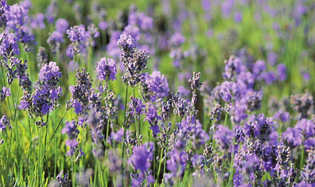 april 2018 Essentiële oliën bevatten de essentie van een plant.