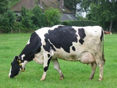 Op de boerderij mochten we allemaal melken. De koeien hebben een ligbox.
