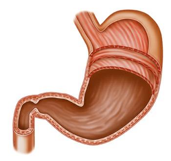 Dunne darm Het voedsel uit je maag vertrekt daar natuurlijk een keer. Daarna gaat het naar het volgende orgaan van het spijsverteringsstelsel: de dunne darm.