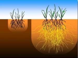 Mycorrhiza Door het externe netwerk van schimmeldraden in de bodem wordt de opnamecapaciteit