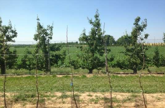 Proef in pcf 2017 aanplant Jonagold fruitbomen Aanplanting maart 2017 Foto s juni 2017 1 Onbemest