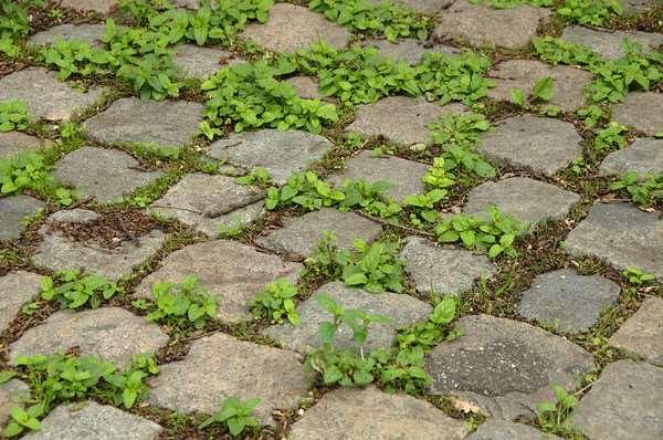 Ultima PRO Ideale herbicide naar gebruik op