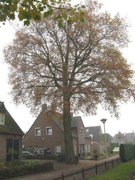 BW criterium Lierop Duinerweg Quercus robur (zomereik) gemeente Mooi