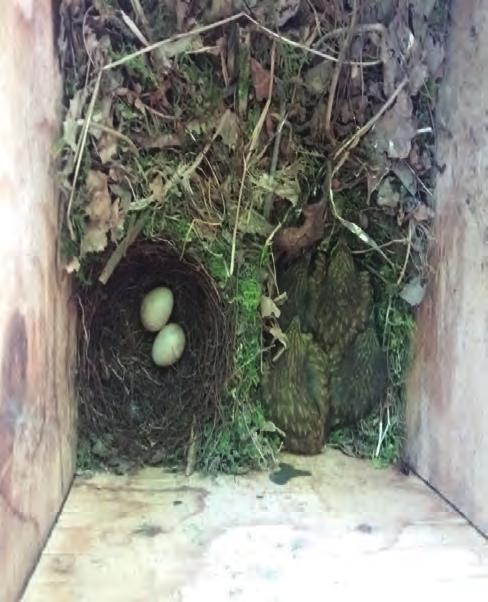 22 Mei 2017 6 Jongen 1e legsel uitgevlogen, 7 eieren (E5) van 2e legsel, in 2e nestkom 6 Juni 2017 7 jongen (N5), 7 Juni 2017 7 jongen geringd, 6 en 7 dgn (N5) 19 Juni 2017 7 jongen 2e broedsel