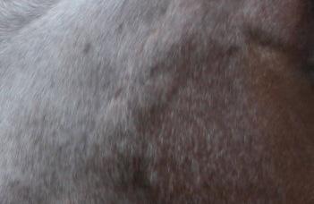 Bij een bruin paard ontstaat een driekleur (bruin, zwart en wit). Overo: Onder overo vallen de witpatronen: Frame overo, sabino en splashed white (witkopbont).