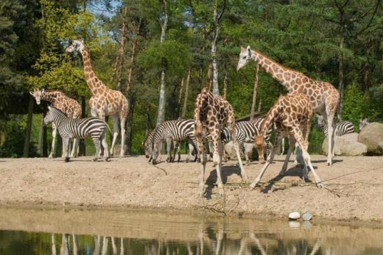 Donderdag 26 juli BSO Wolvenbende Aanwezig om 9.30 uur ophalen vanaf 16.30 uur Activiteit: Campingdag Deze dag pakken we onze spulletjes in en gaan met zijn allen naar Camping Wolvenbende.