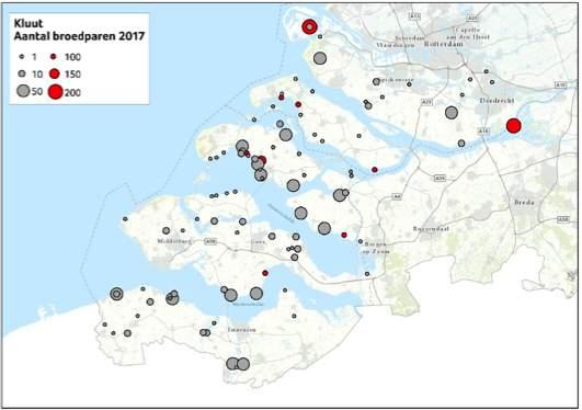 Kluut in het Deltagebied in de periode