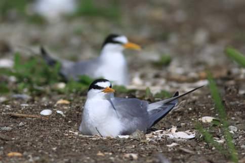 6.14 Dwergstern Dwergsterns zijn echte pioniers, elk jaar zoeken ze de kale schaarsbegroeide plekken op. Scheelhoek eilanden, 8 juni 2014 (foto Pim Wolf).