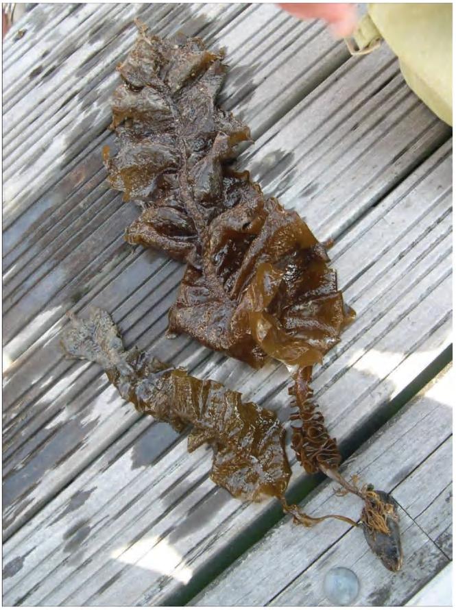 De verspreiding van Japanse kelp tussen de verschillende jachthavens in de Kanaalzone verliep vervolgens via op- en afvarende plezierboten [1].