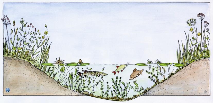 Baars-blankvoorn viswatertype Waterplantenbedekking
