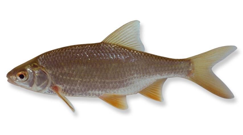 - Bijlagen - BLANKVOORN (Rutilus rutilus) Leefomgeving De blankvoorn is een vis van zowel stilstaand als stromend water, die in vele watertypen algemeen voorkomt.