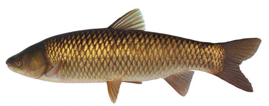 - Bijlagen - GRASKARPER (Ctenopharyngodon idella) Leefomgeving en groei De graskarper is een uitheemse vis die van oorsprong uit China komt.