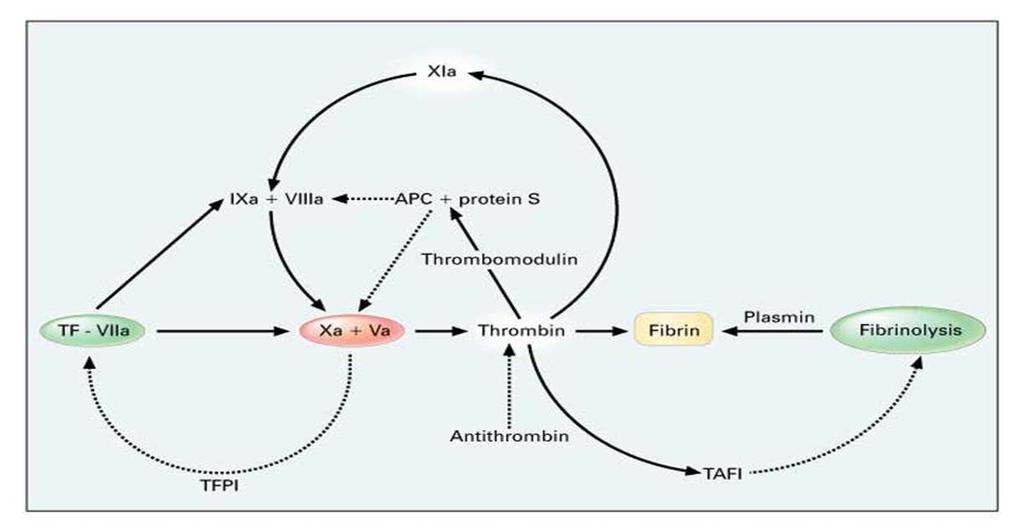 Nieuwe targets TFPI = Tissue factor pathway inhibitor APC =
