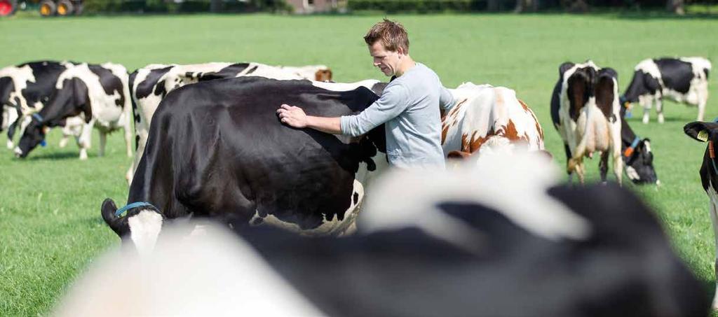 8 De melkveehouder. Een goede verzorging van de koe staat aan de basis van kwalitatief goede melk. Hoe fijner de koe zich voelt, hoe gemakkelijker deze melk geeft en hoe gezonder het dier blijft.