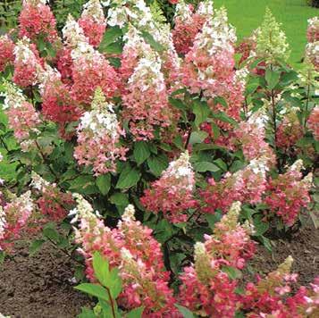 Pluimhortensia Hydrangea paniculata Pinky Winky