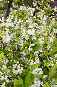 Kalmia polifolia