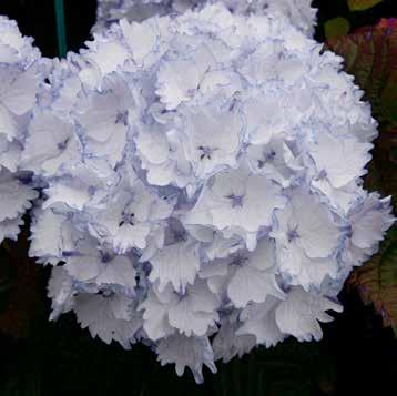 cm  Claire 22 cm Hortensia