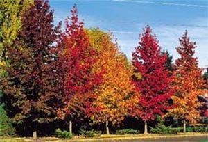 Amberboom - Liquidambar styraciflua Ter herinnering aan iemand aan wie zoete herinneringen kleven, werkzaam in de meubelmakerij, handswerkman of -vrouw. Verjaardag in het voorjaar.