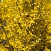 Chinees Klokje Forsythia Intermedia Weekend Ter herinnering aan iemand die al vroeg in het jaar genoot van de eerste voorjaartekenen. Uitbundig persoon van wie geel een favoriete kleur was.