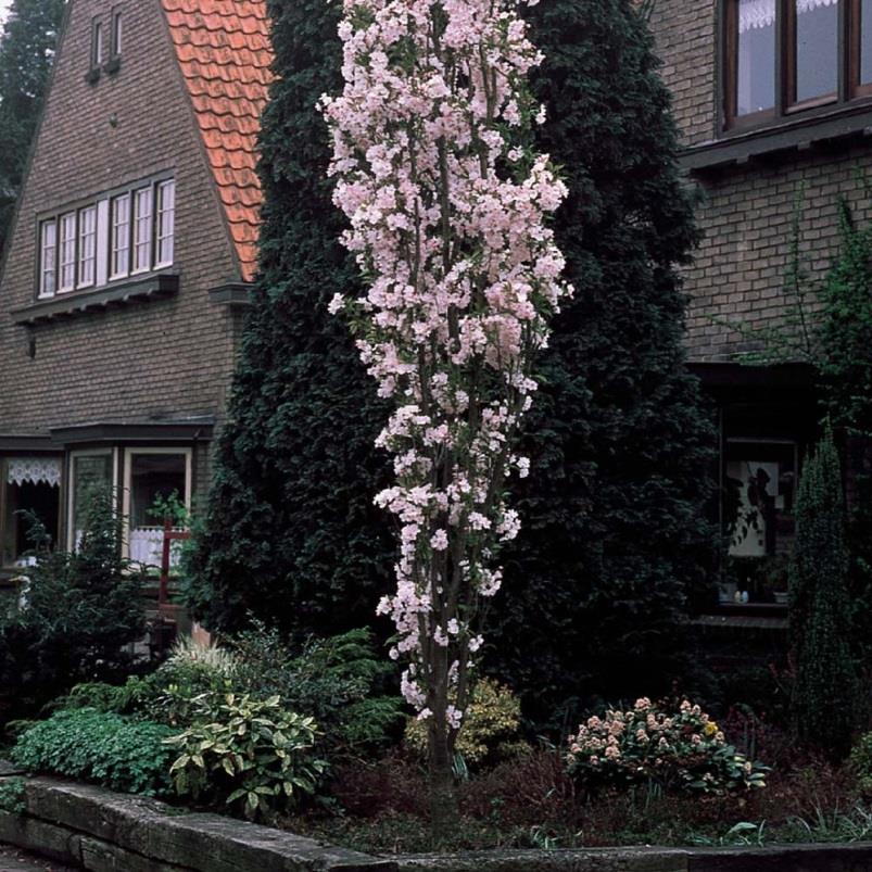 Japanse Sierkers- Prunus serrulata 'Amanogawa' Ter herinnering aan iemand die overal welkom was, aangenaam gezelschap was, wat iedereen wel opmerkte.