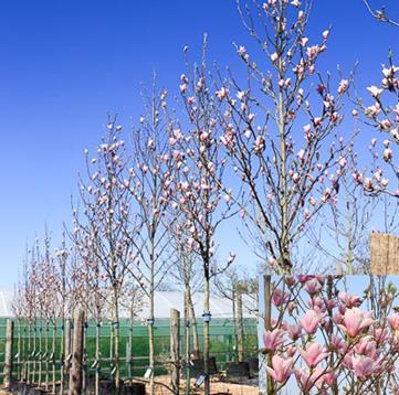 Magnolia Magnolia Heaven Scent Ter herinnering aan iemand, die op latere leeftijd tot volle bloei kwam, jarig was in mei/juni of aan een bepaalde periode in het jaar goede herinneringen had.