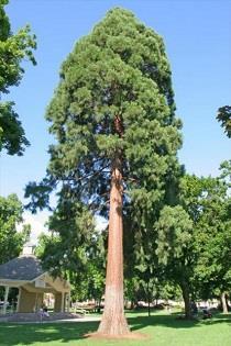 Mammoetboom - Sequoiadendron giganteum De naam doet het al vermoeden, dit is een mooie herinnering aan 'een boom van een vent'.