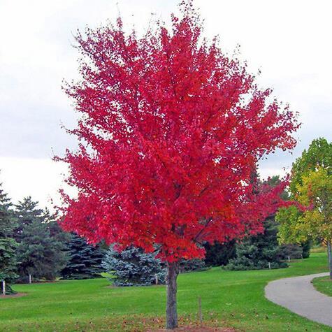 Rode esdoorn herfstvlam Acer rubrum Autumn Flame Ter herinnering aan iemand die in de herfst van het leven het meest opviel en zeer beschermend was voor degenen die hem of haar nabij stonden.