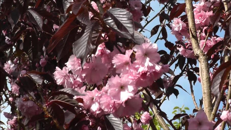 Japanse Sierkers-roodbladig Prunus Royal Burgundy Ter herinnering aan iemand die overal welkom was, aangenaam gezelschap was, wat iedereen wel opmerkte.