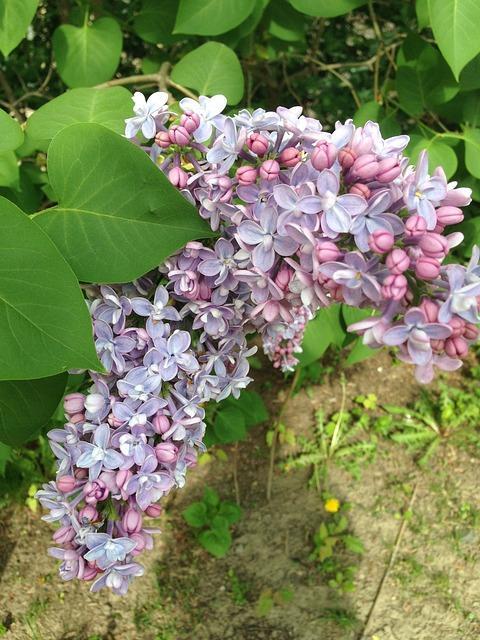 Sering- Syringa vulgaris Ter herinnering aan iemand met een agrarische achtergrond. Een nostalgisch persoon die van de lente hield en in dat jaargetijde tot volle bloei kwam.