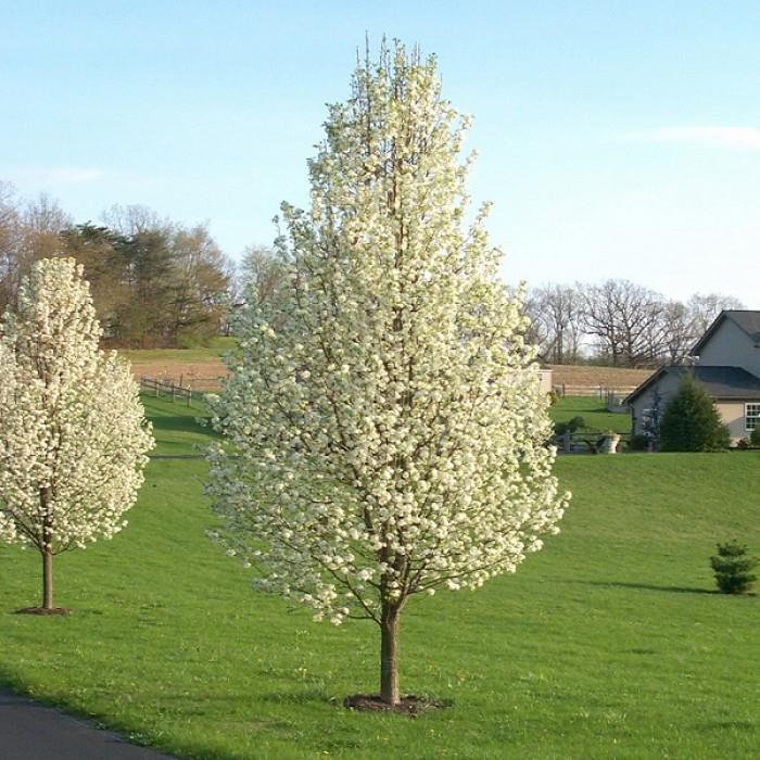 Sierpeer - Pyrus calleryana Capital Ter herinnering aan een 'toffe peer', die hield van de lichte kant van het leven. Iemand die prima alleen kon zijn en zich daarin gelukkig voelde.