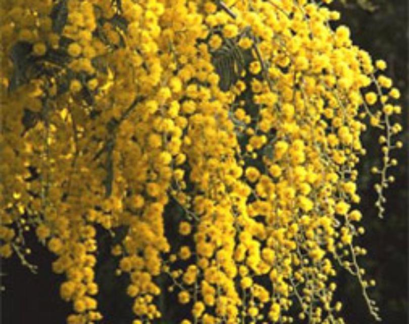 Zilver acacia (mimosa) Acacia dealbata Iemand die een zonnige natuur had, van geel hield, tot volle bloei kwam in haar of zijn leven. Hield van de beginmaanden van het jaar.