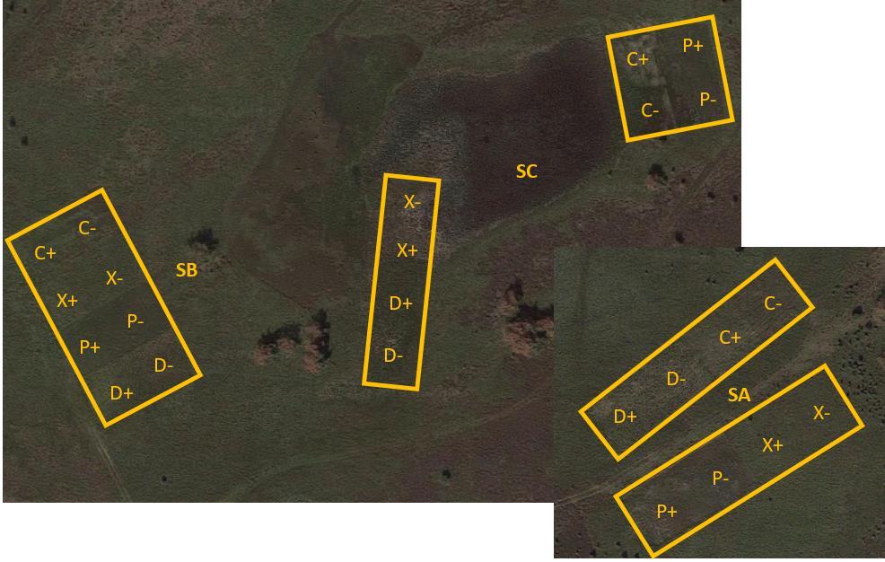 Strabrechtse Heide (onder; km-hok 170-379); (X=controle, drukbegrazing, C=chopperen, P=plaggen zonder [ ] of met [+] bekalking).