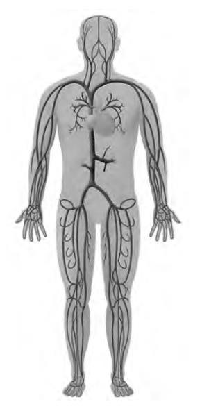BLOEDVATEN Hiernaast zie je een tekening van een volwassen man en zijn bloedvaten. 13. Geef een schatting van de schaal die bij de afbeelding hoort.