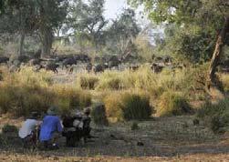 De Lower Zambezi is een enorme spleet in de aardkorst die geologisch gezien met de Great Rift Valley verwant is.