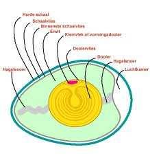 Anatomie