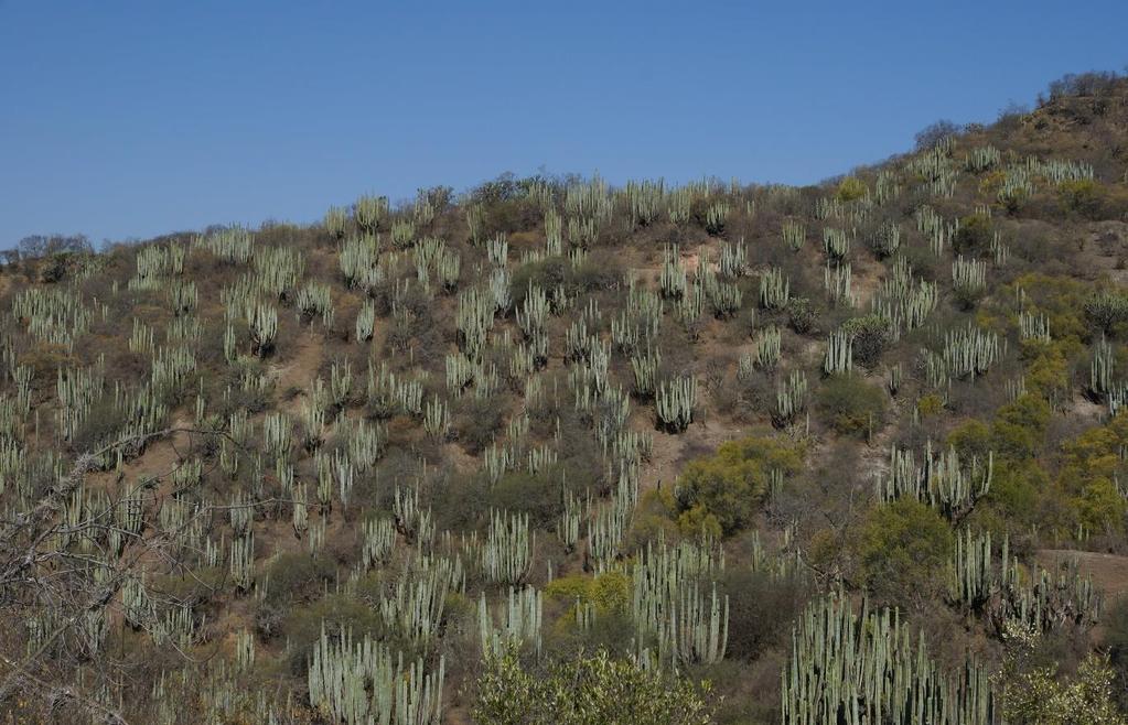 Arroyo Grande Tulancingo Hoog boven de kloof komen we op een hoogvlakte en rijden hier noord naar de MEX 105, vervolgens dalen we