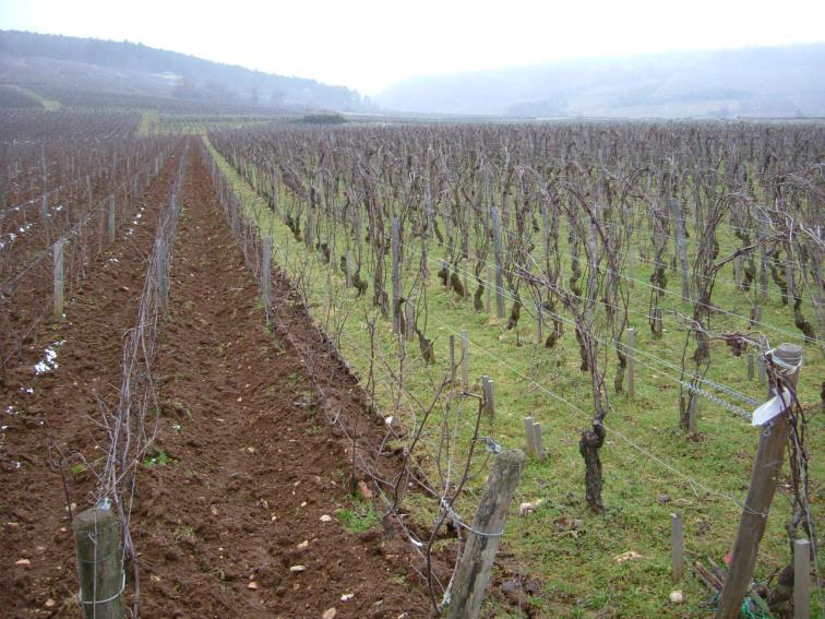 Invloed op de smaak in wijn o Druivenrassen o Landbouwmethodes o rendement; biologisch; oogstmoment en methode o