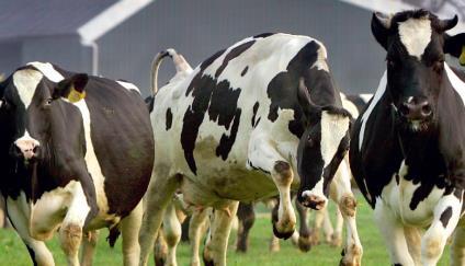 Berichten van buiten Loeigoeie Lentedag bij De Vosseburch Zaterdag 8 april vanaf 11.00 gaan we los! Dan mogen onze koeien eindelijk de wei weer in.