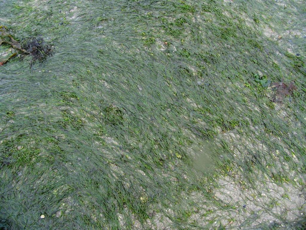 Foto 10: Zeegras op de slikken van Viane West: hoge bedekkings% en fris groen.