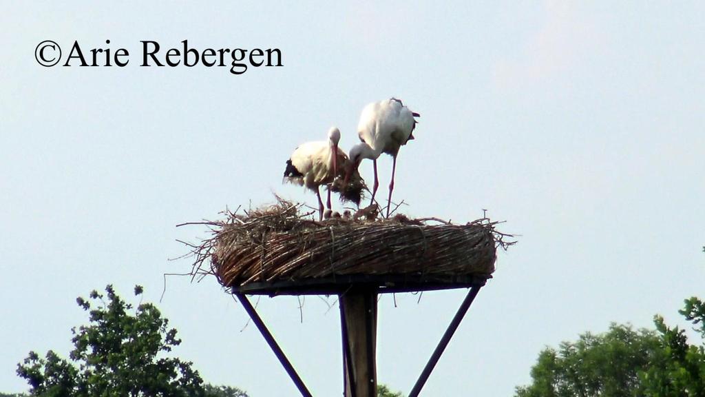 De ooievaars op het nest langs de Lekdijk op het terrein van boer van de Pol hebben 3 jonge ooievaars gekregen, Arie Rebergen heeft er met zijn drone een mooie opname van gemaakt. Welkom in Amerongen!