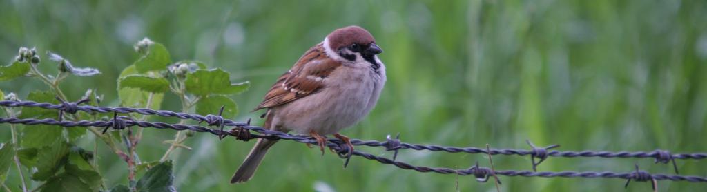 NESTKASTENVERSLAG 2016 NATUUR- EN VOGELWERKGROEP DE GRUTTO Inleiding: Ook dit broedseizoen werden op verschillende locaties weer talrijke en op hun inhoud gecontroleerd.