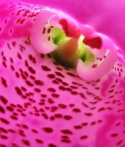 Steek je pink voorzichtig in een bloem: zit er stuifmeel aan?