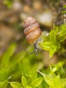 Cylindrische korfslak - Truncatellina cylindrica Dit piepkleine slakje is heel zeldzaam in NL.