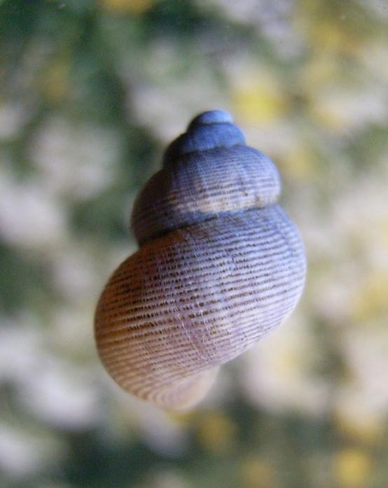 Geruite rondmondhoren Pomatias elegans Stevige middelgrote schelp met duidelijk netvormige sculptuur.