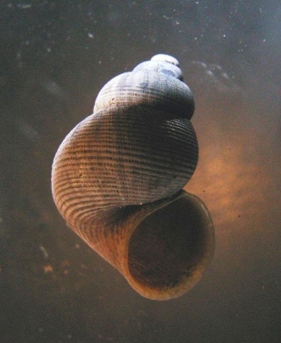 h: tot 16 mm b: tot 11,5 mm Naaldslakken Aciculidae Dit zijn heel kleine slakjes en zoals de naam al zegt: naaldvormig. Ook deze slakjes hebben een (klein) afsluitplaatje.