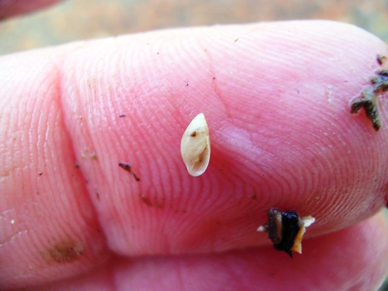 De huisjes hebben een typische spitse top en een collumelaire lamel. Wit muizenoortje Auriculinella (Leucophytia) erosa Klein, wit, glanzend huisje.