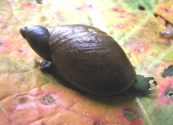 Barnsteenslakken Succineidae In Nederland en Europa leven vijf soorten waarvan in Nederland er een is uitgestorven. Een grote soort, twee middelgrote soorten en twee kleine soorten.