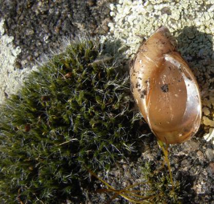 In winterslaap Langwerpige barnsteenslak Succinella oblonga Een kleine soort, maar in de uiterwaarden van