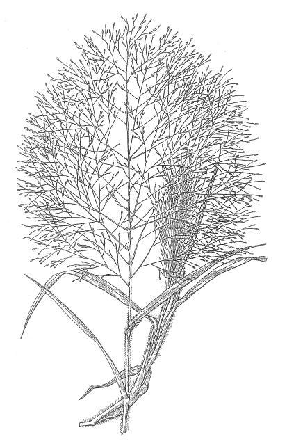 pluim. Bij Panicum spp. zijn de pluimen ijl, sterk vertakt, wijd uitgespreid of samengetrokken. Bij Echinochloa spp.